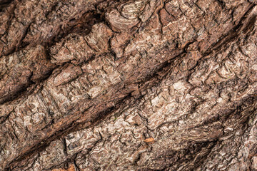 close up macro shot of tree bark texture