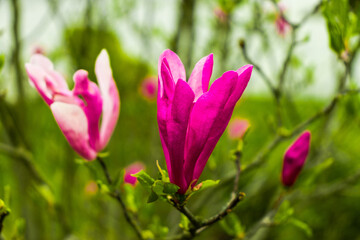 Obraz premium Magnolia flower bloom on background of blurry Magnolia flowers on Magnolia tree.