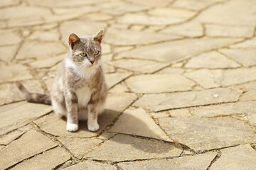 Lovely tricolor kitty rest on the brown tiled pavement in spring. Cat relax outdoor