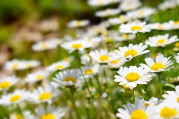 春の花壇に咲くマーガレットの花