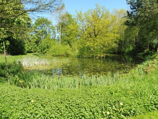 Teich in Westerhorn