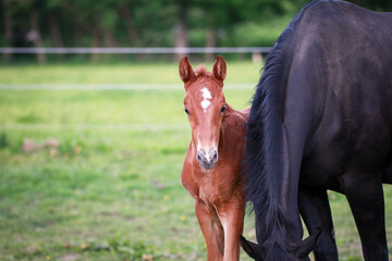 Fototapeta na wymiar Foal with mare on the pasture..