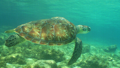 Fototapeta premium underwater sea turtle , caribbean sea , Curacao Island