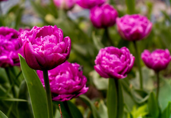 colorful holiday or birthday background with beautiful shaggy edged fuzzy pink tulips flowerbed