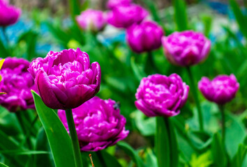 colorful holiday or birthday background with beautiful shaggy edged fuzzy pink tulips flowerbed