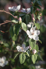Naklejka premium Quince Blossom 