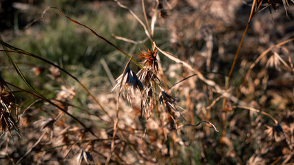 Dry grass