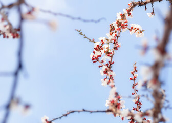 cherry buds with stamens In beginning of spring in gentle blue light colors