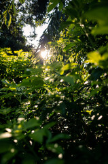 Fototapeta na wymiar sun shining through the trees
