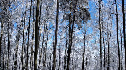Fototapeta premium Winter forest after snowfall in the mountains
