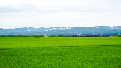 佐渡島の一面に広がる青々とした稲の田んぼと山並み