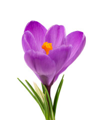 Crocus flower isolated on white background. Close up of saffron flower.