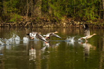 Naklejka na ściany i meble pelicans in the lake