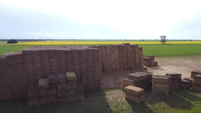Campo en primavera con pacas de paja y colza