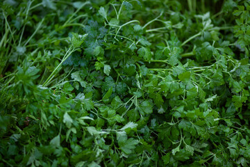 texture of juicy green parsley leaves with water drops