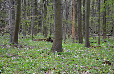 spring floodplain forest with rich undergrowth of flowers and old oaks stretching their branches to...