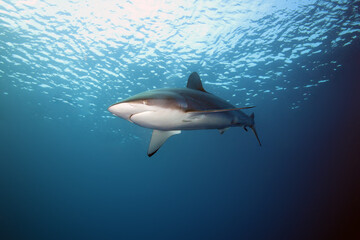 Silky shark (Carcharhinus falciformis), also known  as blackspot, gray whaler, olive, ridgeback, sickle, sickle-shaped or and sickle silk shark floating just below the surface of a slightly wavy sea.