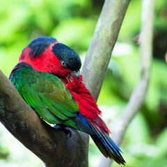 Close up de papagaio colorido