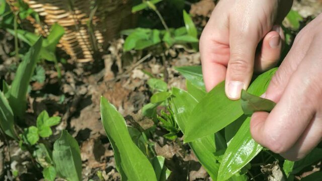 Woman harvesting fresh bear garlic during spring sunny day. The season of herbalism and organic food from nature