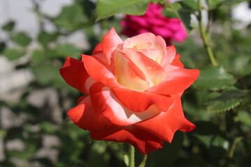 red rose in garden