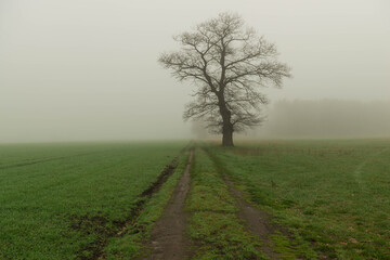 Fototapeta na wymiar Samotny, bezlistny dąb w mglisty poranek.