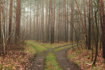 Mglisty poranek w sosnowym lesie.