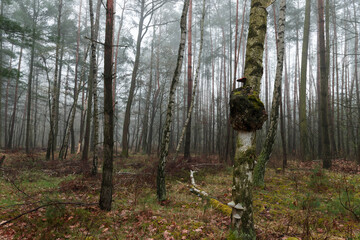 Mglisty poranek w sosnowym lesie.