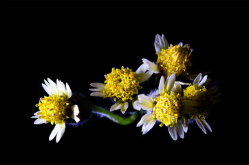 A close up of a yellow flower