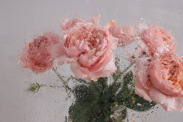 Beautiful pink rose flowers through the glass with waterdrops background
