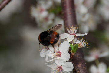 Trzmiel zapylający kwiaty.