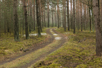 Leśna droga w sosnowym lesie. Przedwiośnie.