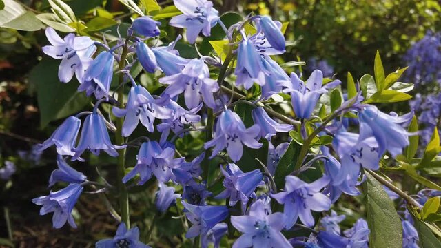 Backlight close-up timelapse of spanish forest hyacinth on a sunny springday