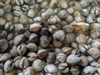 A close-up of raw fresh cockles with water to boil in frying pan in the kitchen. It is so delicious to eat once ready to be boiled. Selective focus.