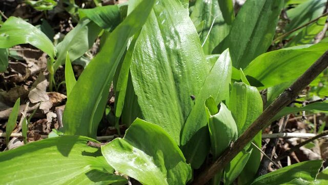 Following woman hands harvesting herb leaves in the deciduous forest. Tearing of Allium ursinum, known as ramsons or bear garlic.