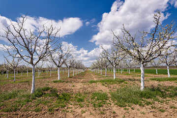 Fototapeta na wymiar Plum orchard in the spring