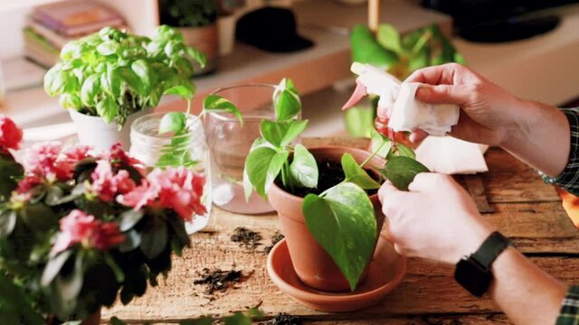 Young man while taking care of a Potos plant (Epipremnum) on wooden table with various gardening accessories in his house