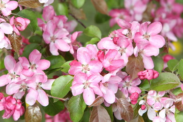 Pink flowers of blossoming apple-tree (grade 