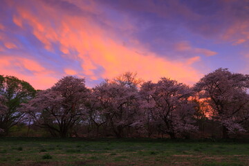 Naklejka premium 岩手県奥州市 夕焼けと桜