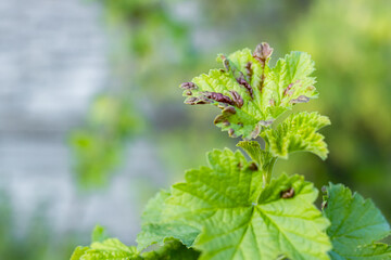 A sick plant. Plant infections. Close up of a currant bush. Gardening, growing plants. Hortitherapy.