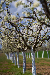 Plum orchard in the spring