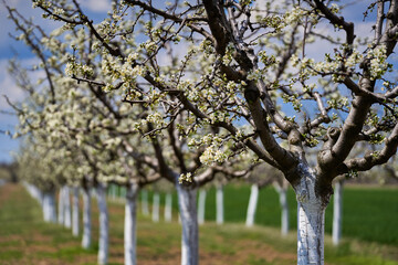 Plum orchard in the spring