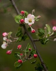 Apple flowers blooming in the spring