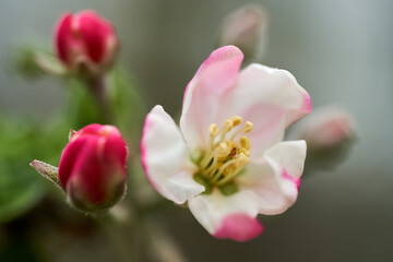 Apple flowers blooming in the spring