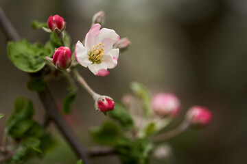 Apple flowers blooming in the spring