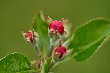 Apple flowers blooming in the spring