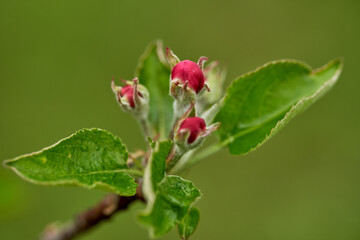 Obraz na płótnie Canvas Apple flowers blooming in the spring