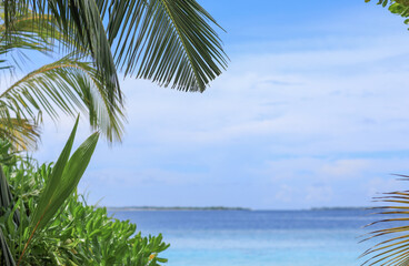 palm leaves on tropical island resort, Maldives