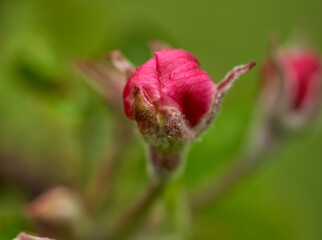 Apple flowers blooming in the spring