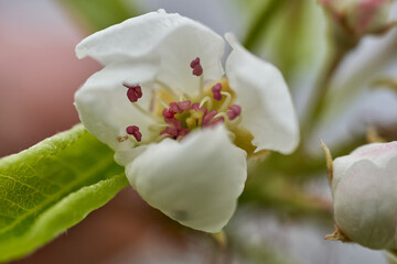 Pear flowers in the spring bloom