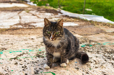 A gray tabby stray cat sits on the lawn . Portrait of a beautiful stray cat on the loose.